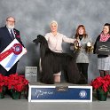 BIS: GCHP CH Sunlit's King Of Queens,  Afghan Hound